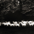 Caponigro_running_deer
