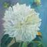 Giant-white-dahlia