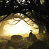 Ancientforesteo