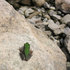 Froggy