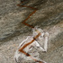 Dove-hueco