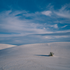 Desert___plant