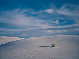 Desert___plant