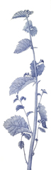 Dandelion,Joan Linder
