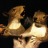 Index_taxidermy