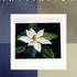Magnolia_invitation