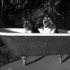 Two_dogs_in_a_tub