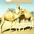 High_desert_2