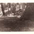 Some_trees__1_
