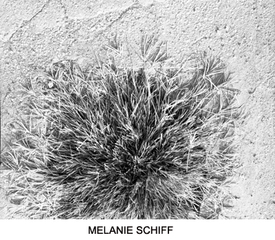 ,Melanie Schiff