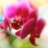 Orchid