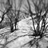 Neurons