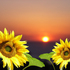 Sunpowera5