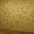 Crickets_1