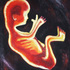 In_utero_ii