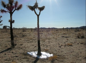 Shelteringtree02