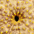 Nodusa_iii_detail_of_opening