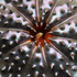 Danzilla_detail