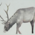 Elk3