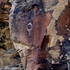 Bison