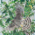 Shapeimage_1