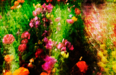 R1r_7883-11