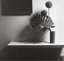 Flower,Robert Mapplethorpe