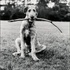 Elliott_erwitt-_new_jersey_1971-_collectie_epfap