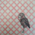 Owl-wallpaper
