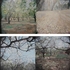Foliage_after_petals__web_