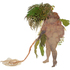 02_baez_firelei_ciguapa_habilis