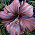 Kha1016_large