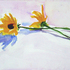 Blackeyed_susans