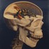 Lizardbrain