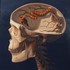 Reptilian_hunger_comp
