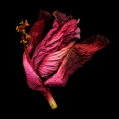 Hybiscus 1,Bob Francis