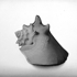 Untitled__still_life__shell__email