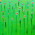 Wind_poppies_