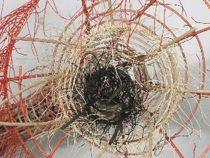 Prairie_smoke_detail