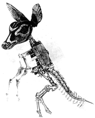 Kangaroo,Nicolas Lampert