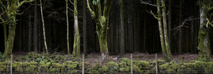 Silent__dark_and_deep_11
