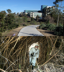 Hidden in Plain Sight: La Jolla/UTC Annex,Charles G. Miller