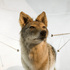 Electric_coyote