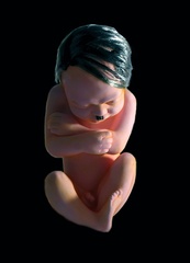 Adolf_foetus17