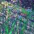 Agapanthus_in_morning_light_32h_x_40w
