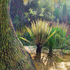 Elephant_foot_and_succulants_40hx36w