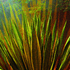 Succulents_38hx38w