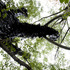 _aac1668_1000pix