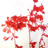 Jameswelling_flowerseries_red_2004_edition_1of5_cprint_33x26inches