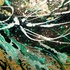 Fluorescence